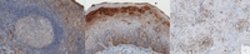 Peroxiredoxin 1 Rabbit anti-Human, Polyclonal, MilliporeSigma 100 &mu;g;Unconjugated:Antibodies,